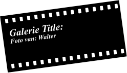 Galerie Title: Foto van: Walter